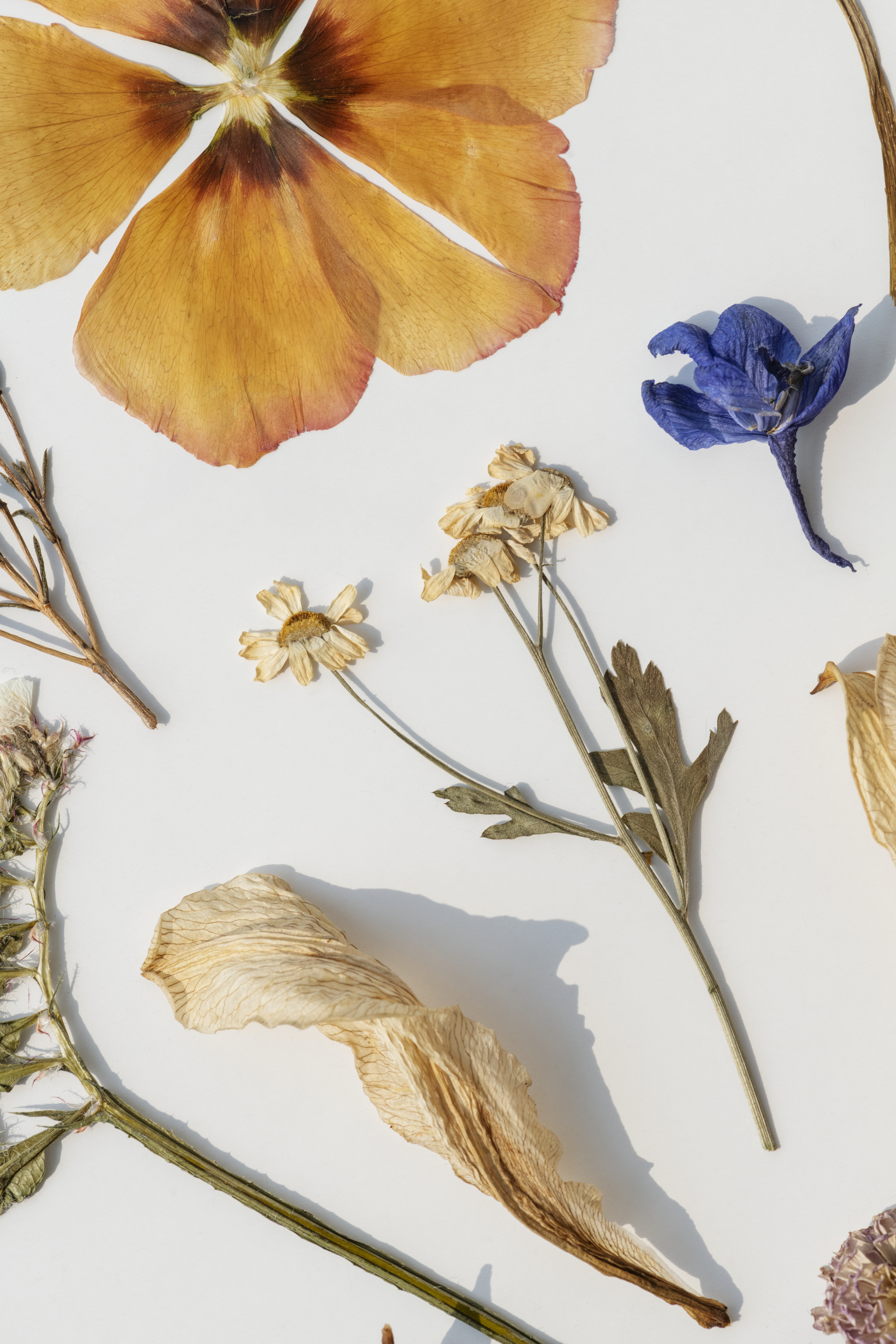 Лучший гербарий